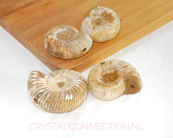 ammoniet-doorboorde-hanger-1 Ammoniet doorboorde hanger