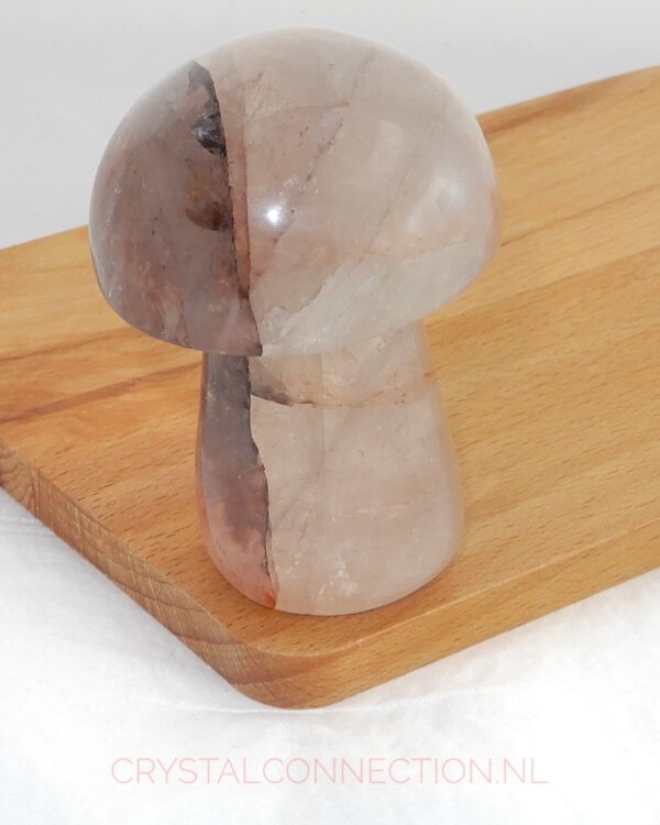 Golden Healer paddenstoel