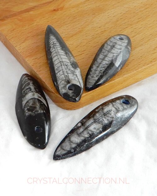 ortheceras-doorboorde-hanger Orthoceras doorboorde hanger