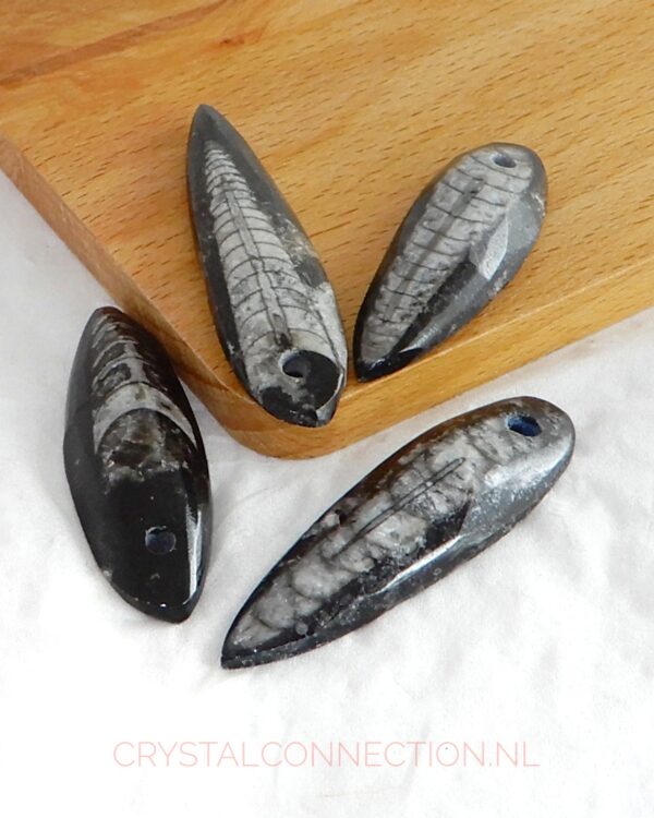 ortheceras-doorboorde-hanger Orthoceras doorboorde hanger