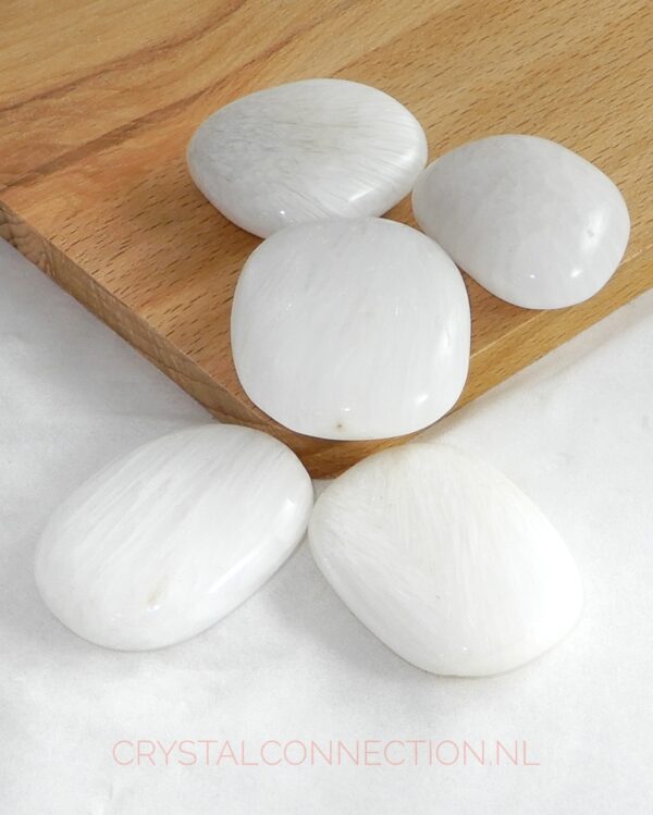 Scoleciet schijfsteen