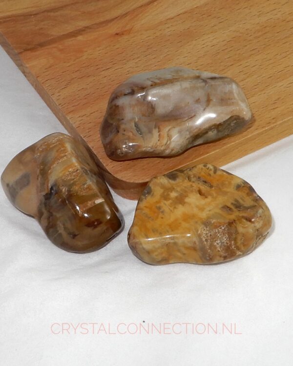 Versteend hout trommelsteen