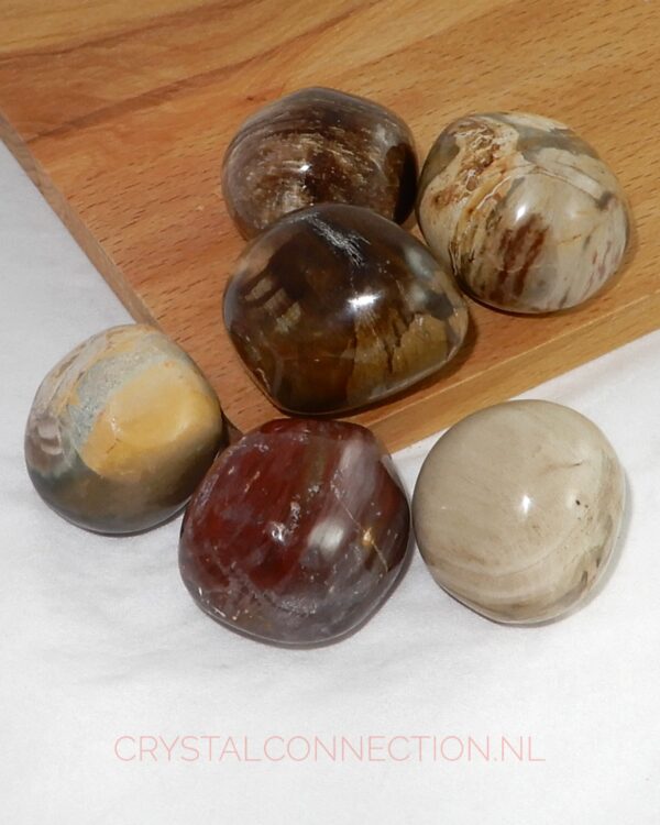 Versteend hout trommelsteen